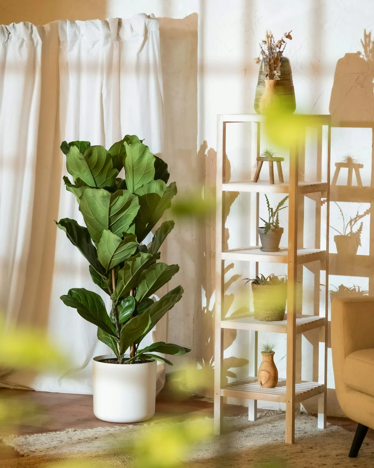 A fiddle-leaf plant beside a pale wooden shelf