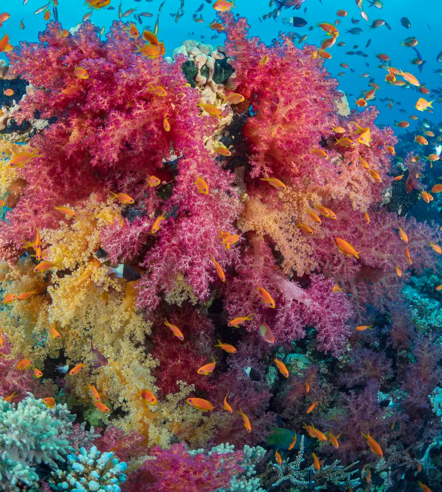 Reef dive