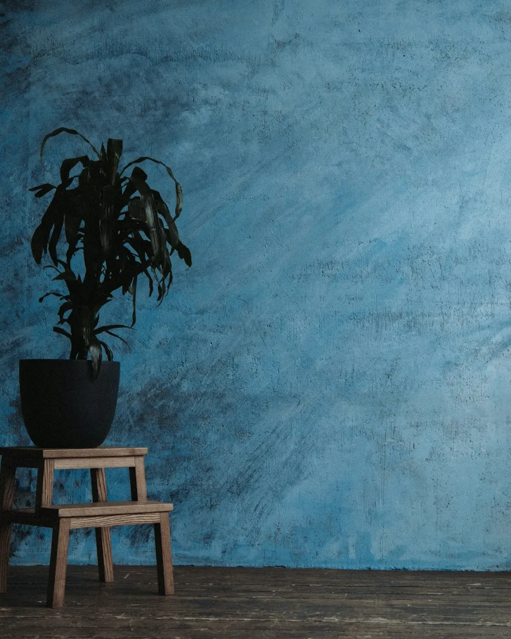A plant on a wooden stool against a blue wall